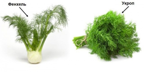 Koja je razlika između komorača i kopra: od sjemena do berbe